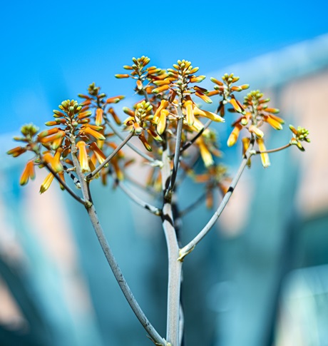 Tørketolerante planter